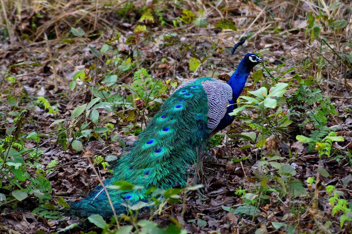 Fancy feathers. Spotted at Dudhwa National Park. #UPBirdFest18 #Dudhwa #UttarPradesh #birds #birdphotography