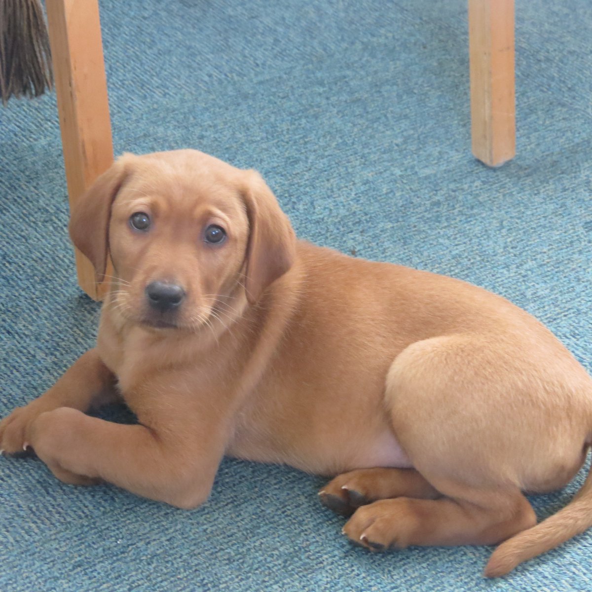 PilgrimsPrePrep's tweet image. Happy Chinese New Year and to celebrate 'The Year of the Dog' @PilgrimsPrePrep  please meet Jake our 10 week old new admission to school.  Thank you Mrs Webster! #ChineseNewYear2018
