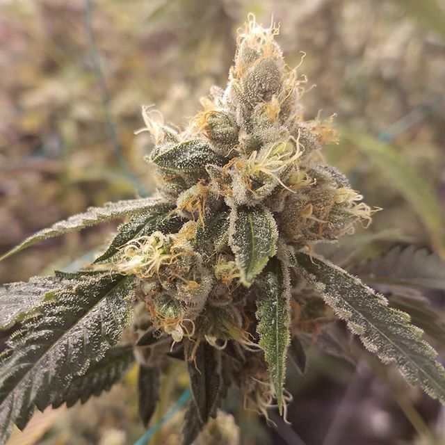 HouseOfMedsSF's tweet photo. 🌴☉🌴
.
.
.
.
#AlwaysBeFlowering #ABFGenetics #818OG #SFVOG #Loyalty #Integrity #NoFuckBoys #SuckaFree #ICMAGFam #IckmagMafia https://t.co/ZJGWQJCPrJ https://t.co/SZh2d1c5lT