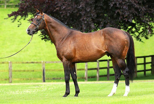 EquineElite1's tweet photo. NEW! Top thoroughbred stud in Newbury, Berkshire has a vacancy for a full-time stud hand. Full details and to apply here - https://t.co/7y5TrL5qlL https://t.co/x3iwzdG3Sf
