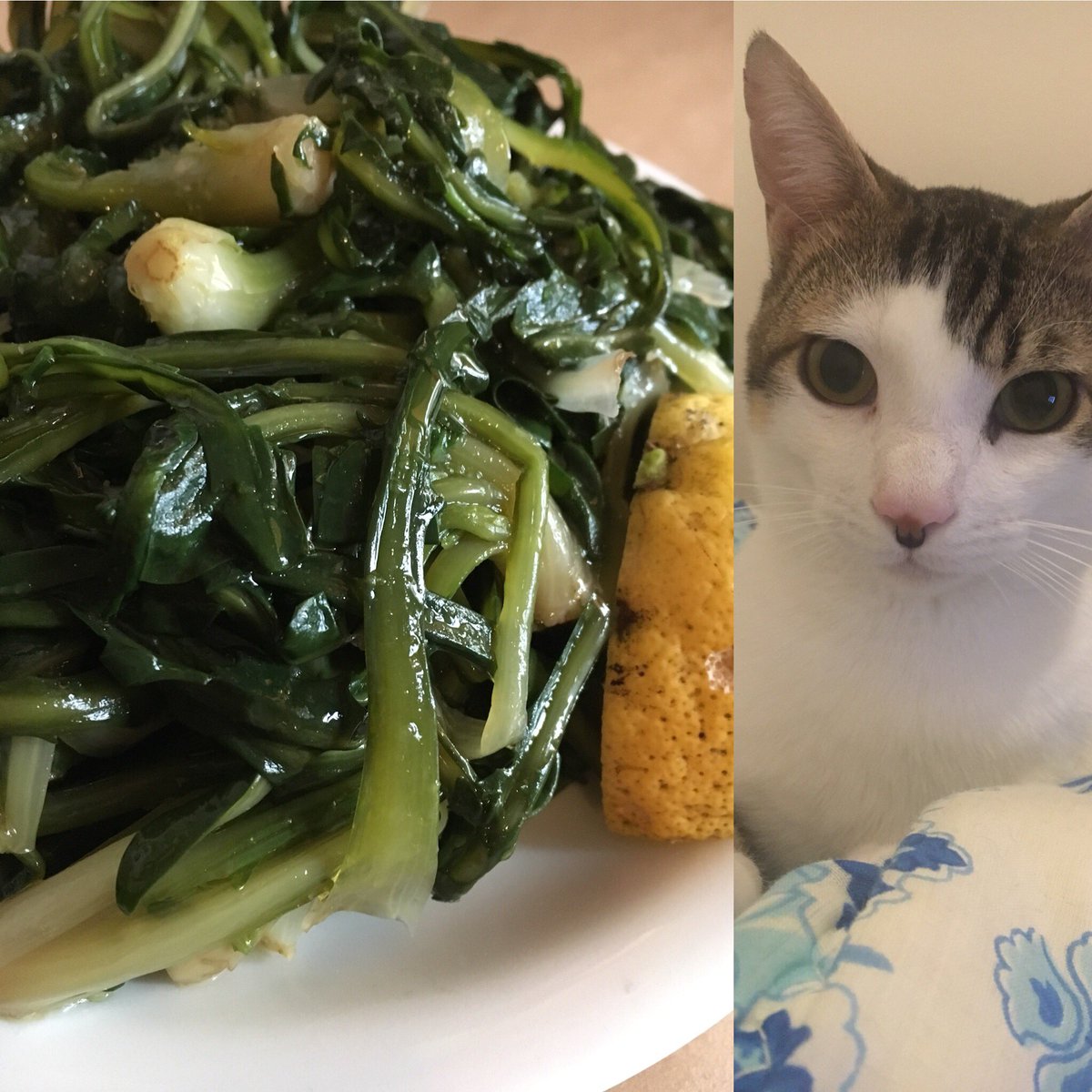 A rare grey, rainy day on Crete. Keeping it cosy with some kitty company and boiled spiny chicory. #horta #χόρτα #greens #crete #σταμναγκάθι #greece #nature #yummyandhealthy #deliciousandnutritious