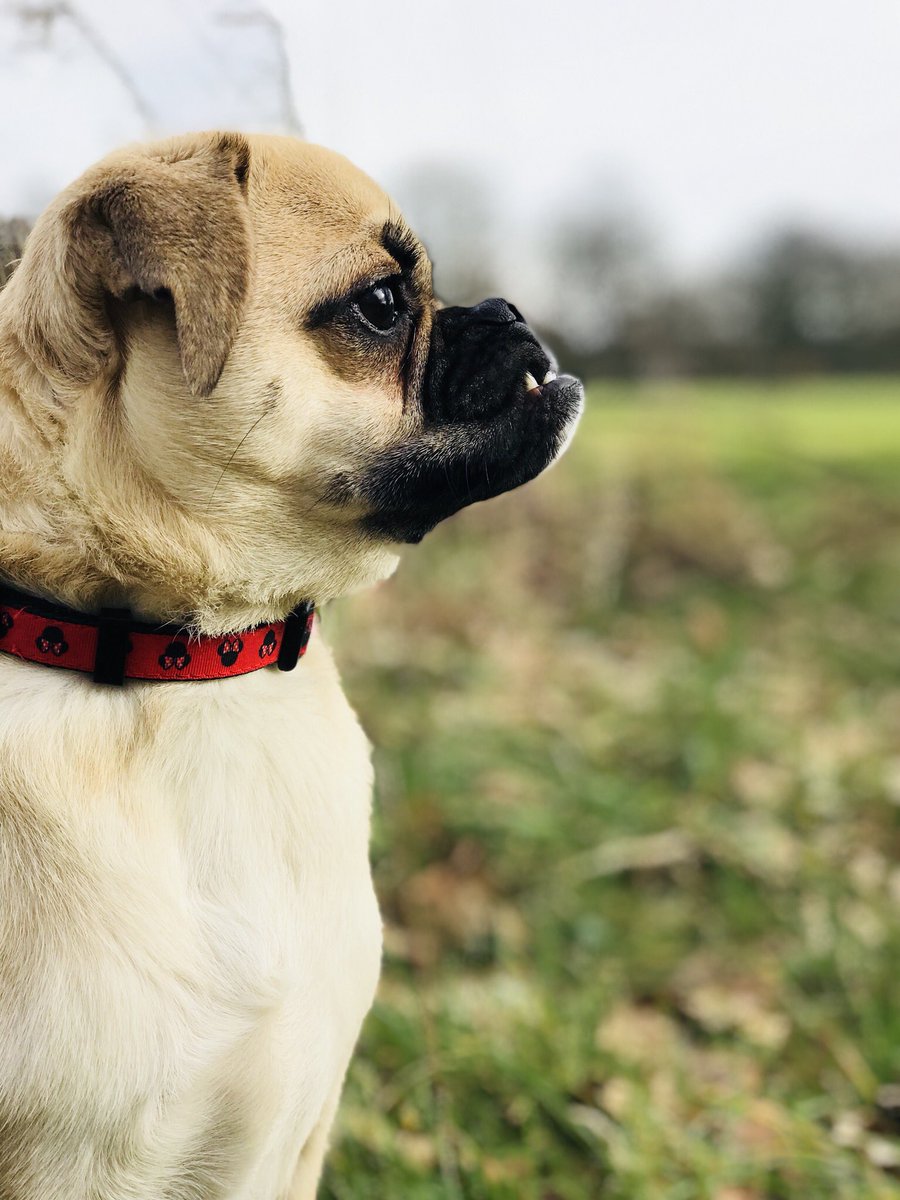 Bellathepuggle1's tweet photo. Loving my lunchtime walkies with Daddy #puggle #babygirl #underbiteprincess #puggleprincess https://t.co/PE9NsZkrIA