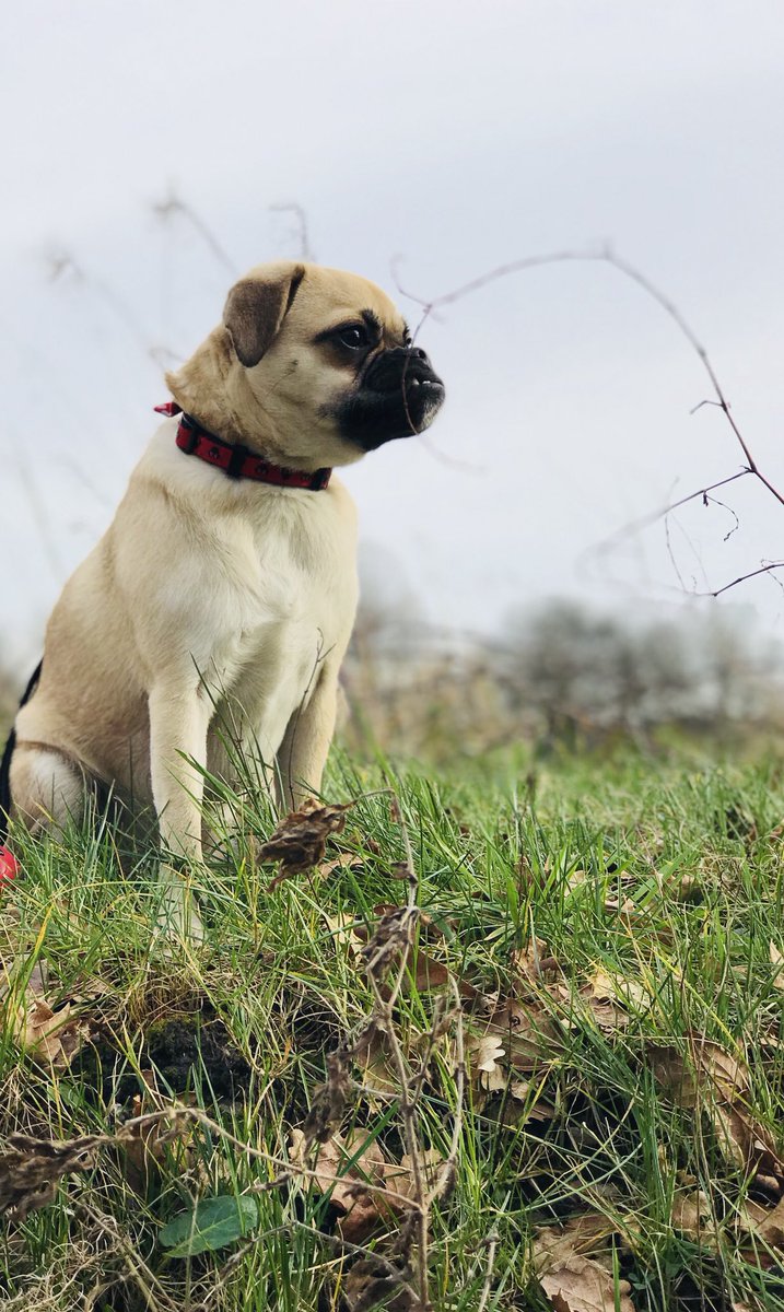 Bellathepuggle1's tweet photo. Loving my lunchtime walkies with Daddy #puggle #babygirl #underbiteprincess #puggleprincess https://t.co/PE9NsZkrIA