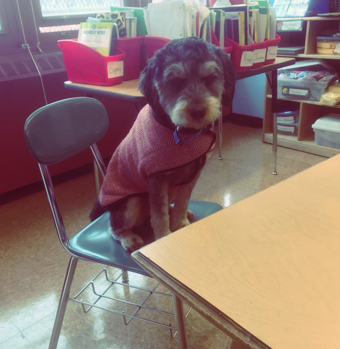 So ready for the midwinter break! @ps_145m_news <a href="/nycschools/">NYC Public Schools</a> <a href="/followcsa/">CSA</a> <a href="/NycDistrict3/">@NycDistrict3</a>