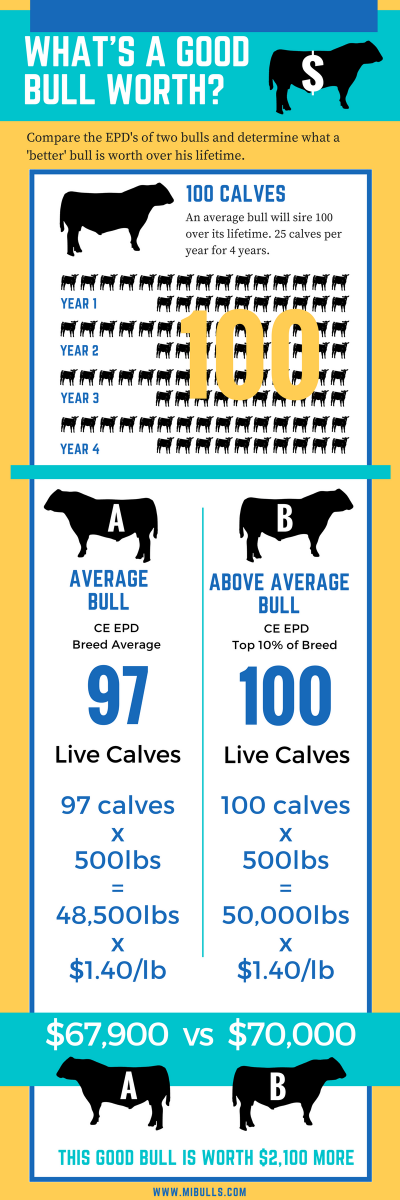 MICattlemen's tweet photo. The breeding soundness exams for the MCA/MSU #BullEvaluationProgram are taking place today! A good herd bull can increase your profits by decreasing calf losses. Learn the stats: https://t.co/sa6GUnYG2e. https://t.co/lxlEmovJBJ