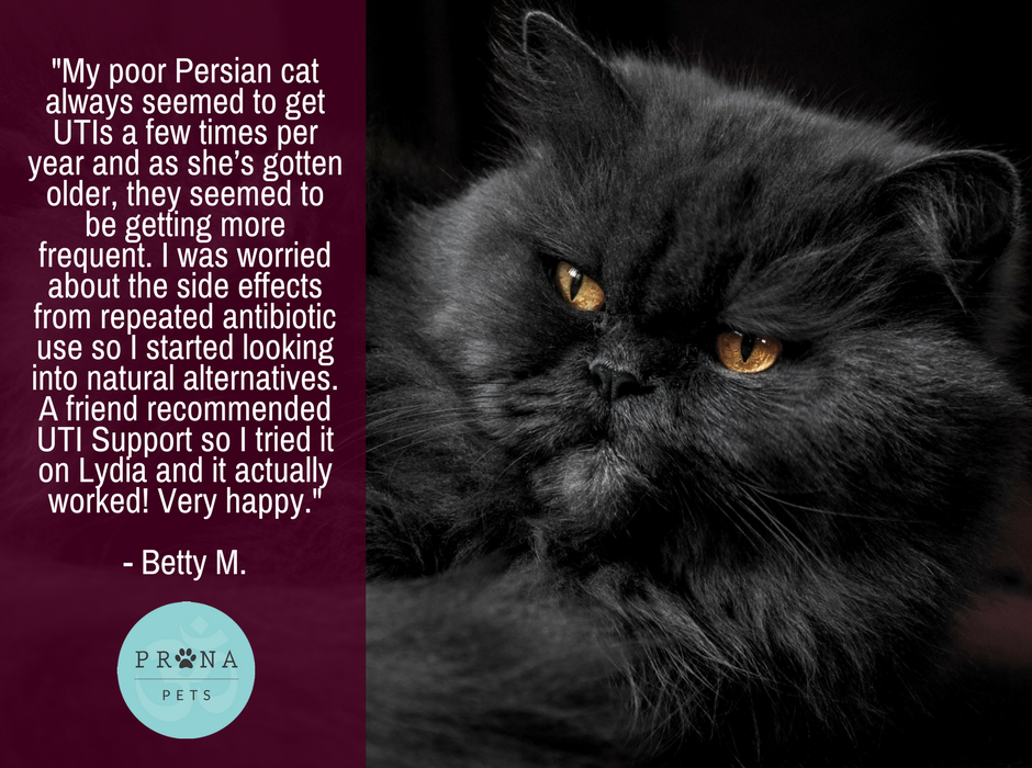 PranapetsFans's tweet photo. We're so happy that Lydia is feeling better after trying our UTI Support! Learn more, and shop now: https://t.co/mg0zrDT7Da https://t.co/qQruJQ4B55