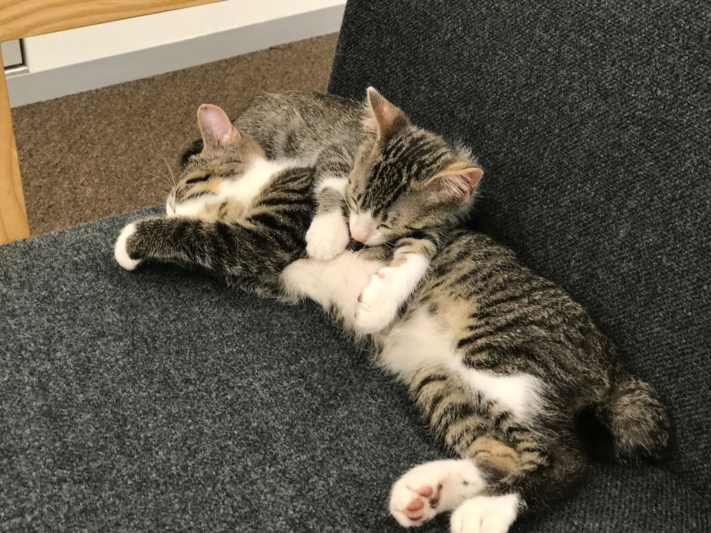 もふもふ子猫 もふもふ子猫