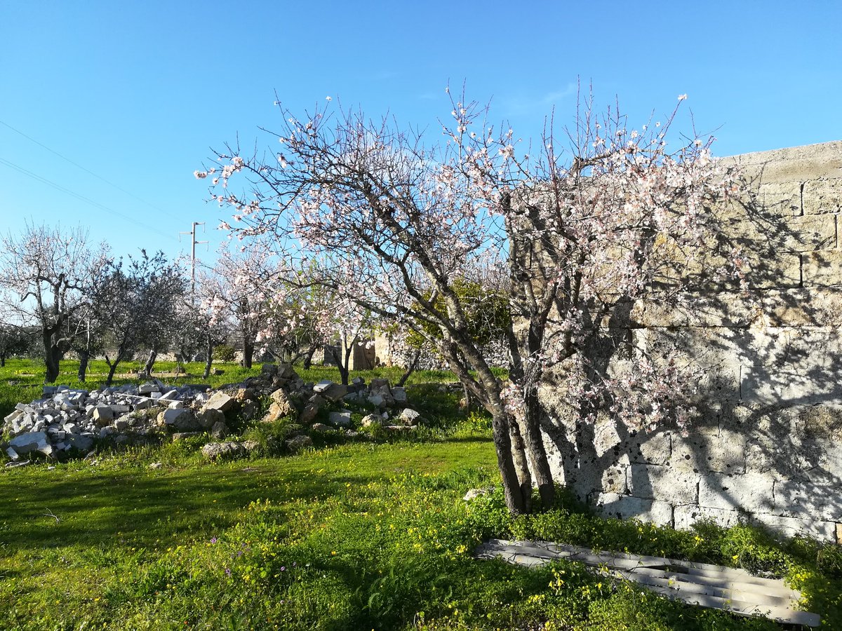 SalentoSereno's tweet photo. La #primavera è già qui 😉🌸☀️
#Salento https://t.co/SyPhsWpJ2I