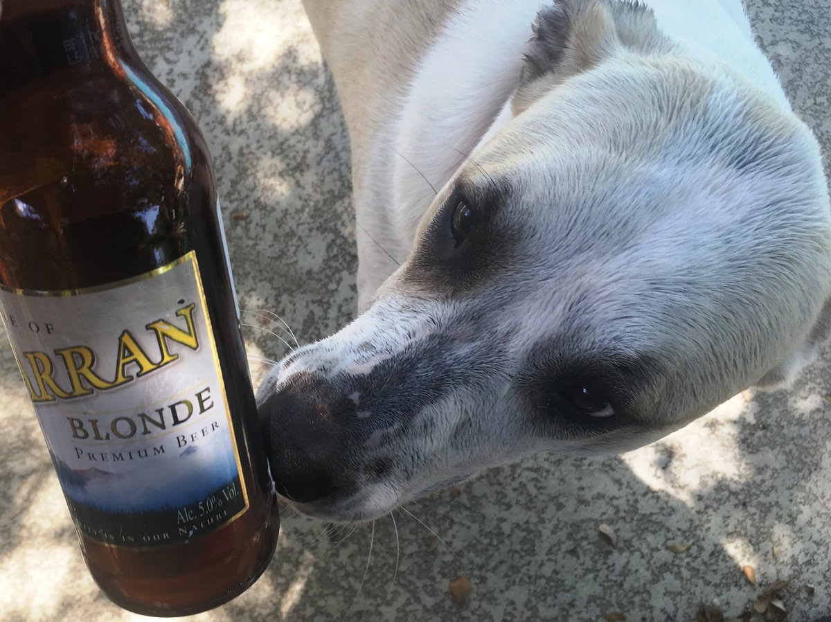 ArranKaren's tweet photo. Celebrate the Year of the Dog!  Happy #ChineseNewYear from Helga and Annie @ArranBrewery Dug IPA #Scotland  #beer https://t.co/obr8TOGxcs