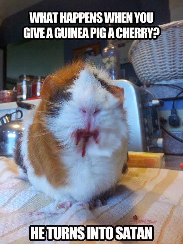 PetStories88's tweet photo. 😈 #Guineapigs #satan #guineapig #pets https://t.co/XW0921Kqt9