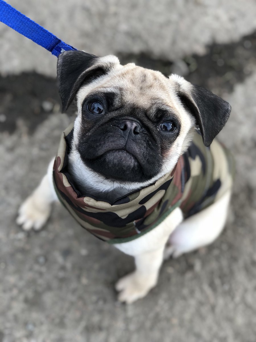 CentralBarkNE's tweet photo. Pug life 
#pugpuppy #puppytraining #dogtraining #camopup #pug #puppy https://t.co/2H4PgkHKDc