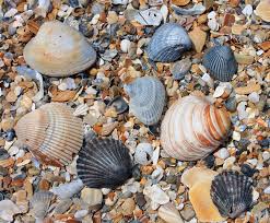 homesbysaga's tweet photo. Just because it is winter on the #OBX, doesn’t mean there aren’t still plenty of things to do. Did you know this is one of the best times of year for beachcombing? Stroll the beach and find some of the most beautiful shells. You may even spot a seal! https://t.co/JjprfcSqBX