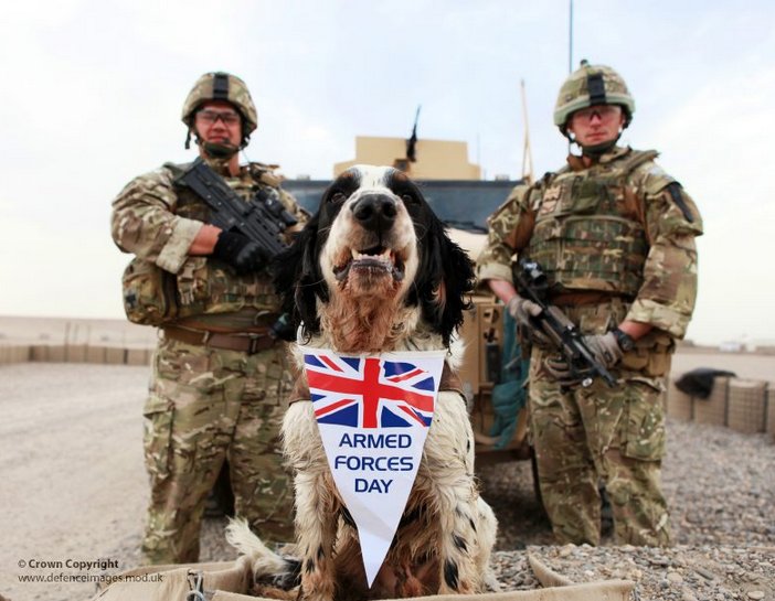 ArmedForcesDay's tweet photo. Armed Forces Day celebrates the work of our brave Servicemen, women and of course dogs! #yearofthedog #yearofthedog2018 https://t.co/9URJ2EvMAK