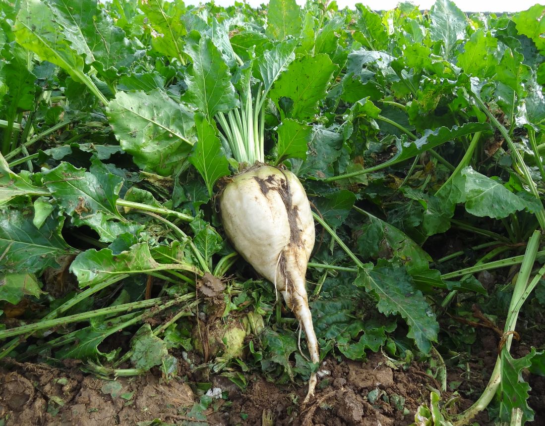 NickersonUK's tweet photo. Latest 'Fodder Beet Trial Results' show high DM &amp; improved feed values of new varieties...click here 👉 https://t.co/1aR5naDnsh #trial #results https://t.co/UtIPWRj0s4