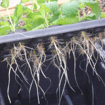 NutGrowSystems's tweet photo. For quicker, healthier cuttings use an X-Stream Aero Propagator. Read our blog to find out how you can get the most from it:

https://t.co/vtdP9MJUxv

#aeroponics #propagation https://t.co/HoGc1z3B3X