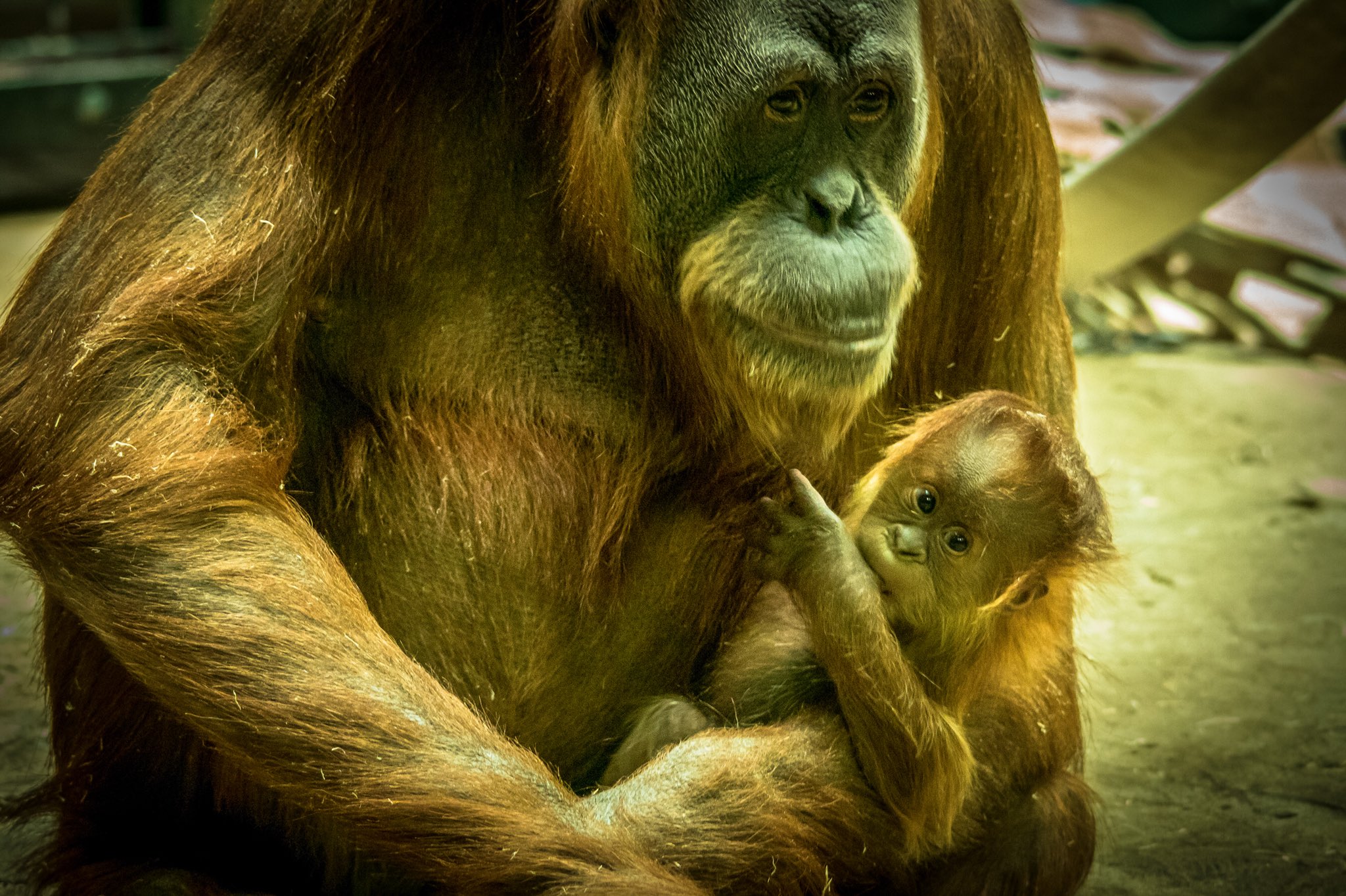 Como Zoo on Twitter: "There’s a whole category dedicated to Como on