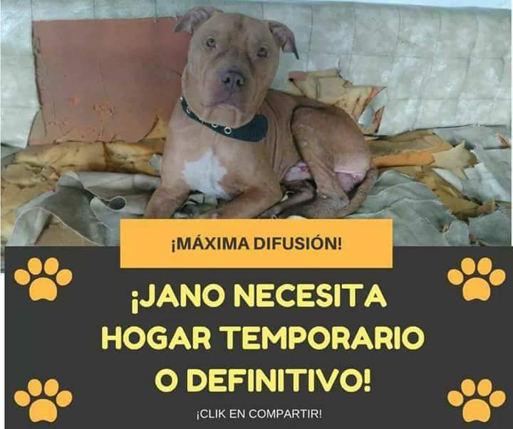 Guardianes Pitbull tweet media