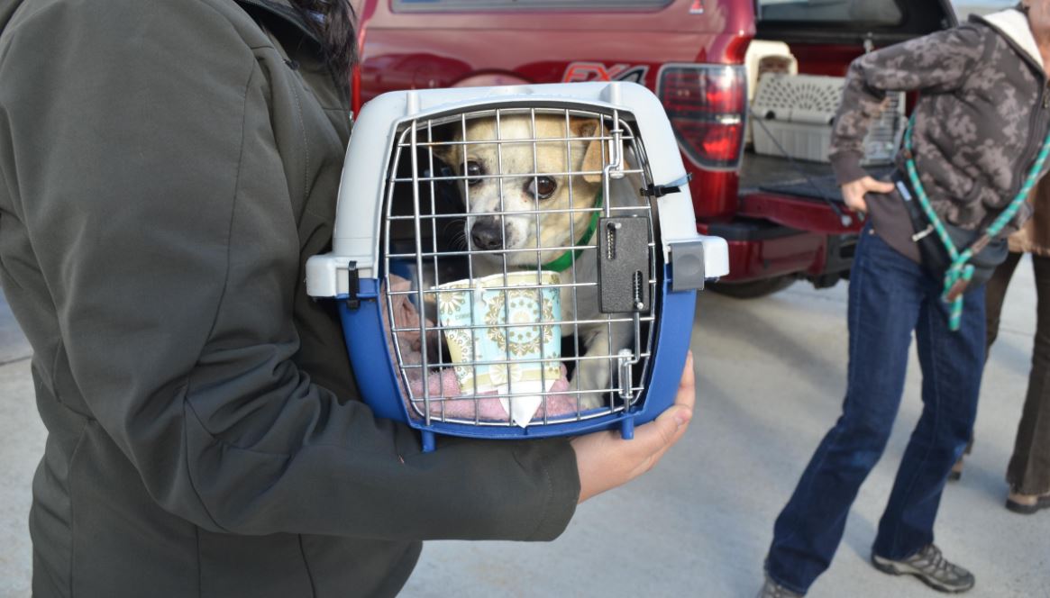 About 40 homeless dogs were flown to Boise from Arizona and will soon
