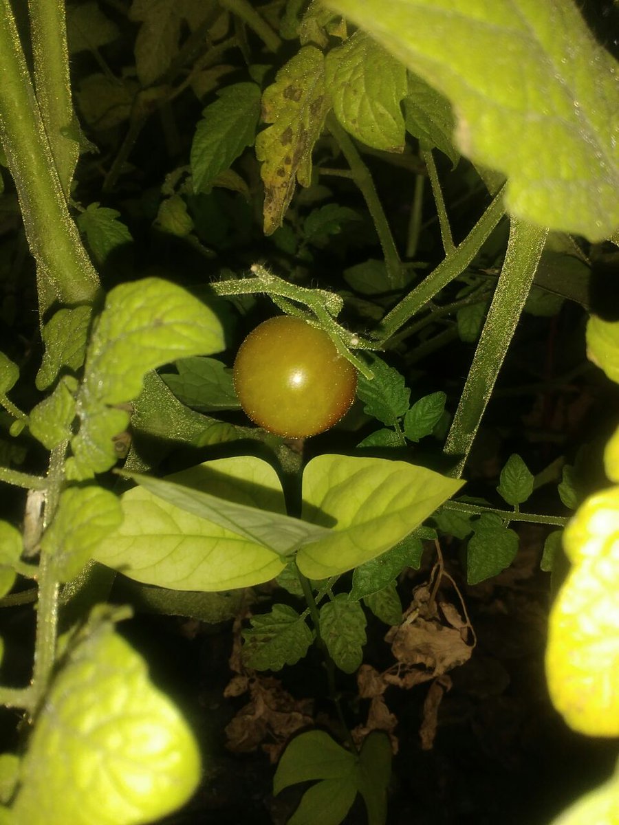 Hydrillaindia's tweet photo. Few cherry tomatoes are going to ripe in our #Aquaponics with #Growbed https://t.co/oy2TblkXug