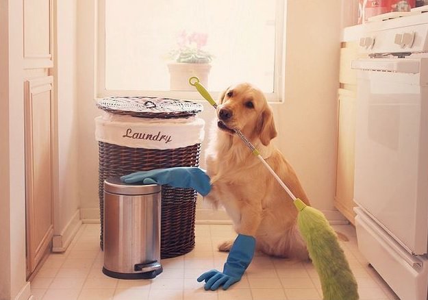 SpringCleanWeek's tweet image. Its the #YearoftheDog and we've got that serious #Fridayfeeling over at Spring Cleaning Week HQ! Happy Friday everyone