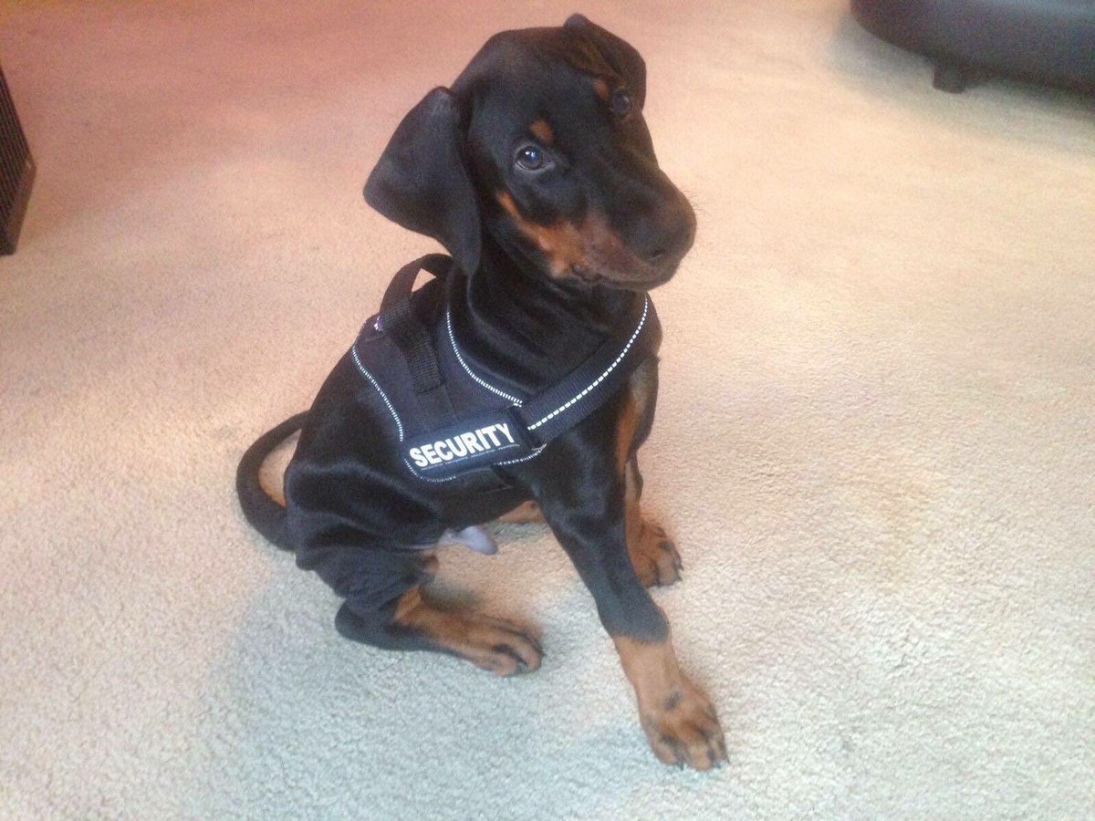 prodognutrition's tweet photo. ProDog Nutrition supplements are suitable for puppies from 6 months old #puppynutrition #puppy #dognutrition https://t.co/lgQjDacVd0