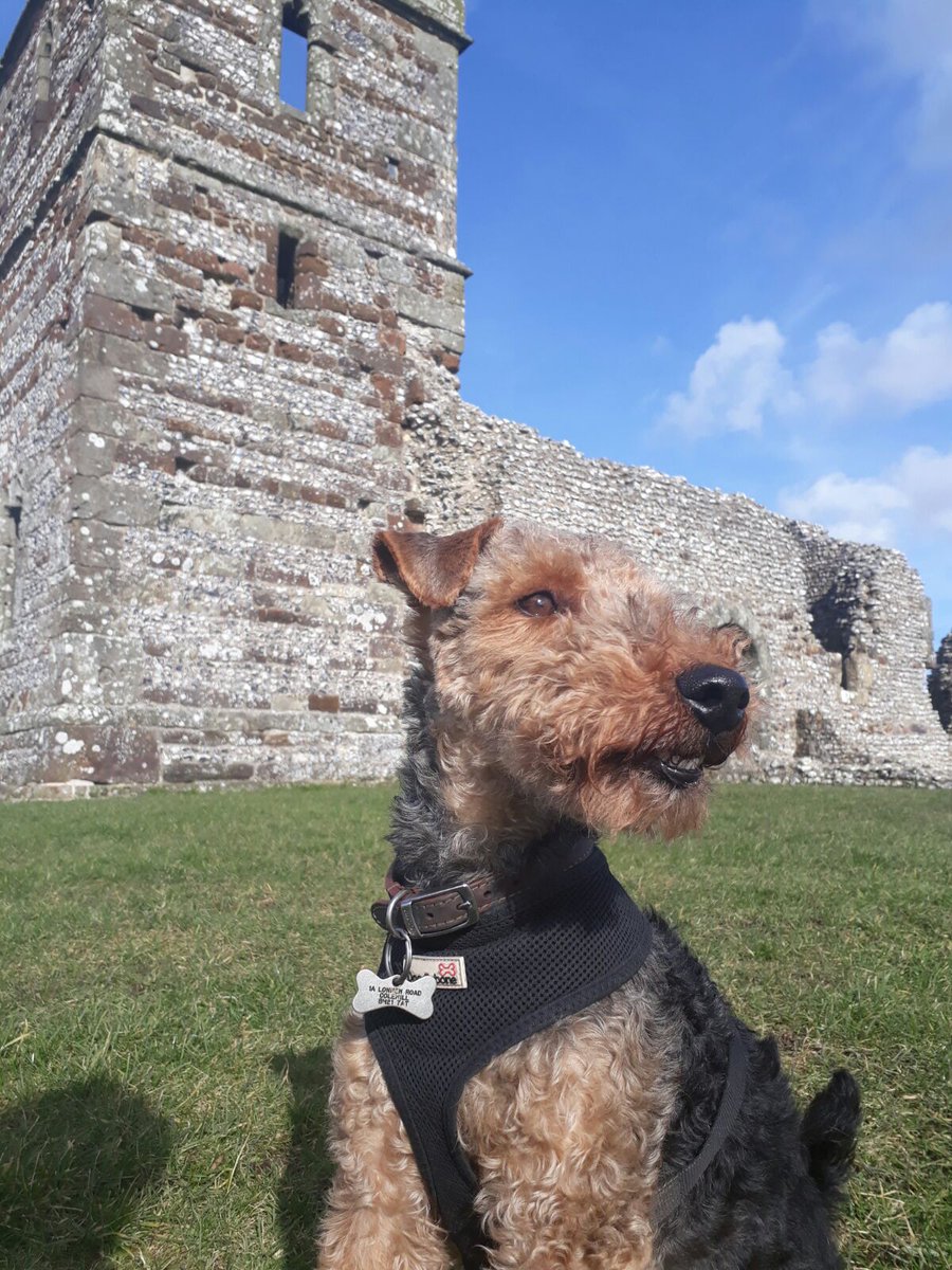 MarkLeecarp's tweet photo. Enjoying a rare Friday afternoon off in the sunshine!  #fridayfeeling #lovedogs #carpentersdayoff #sorrynotsorry https://t.co/dJ8Ck9lGIJ