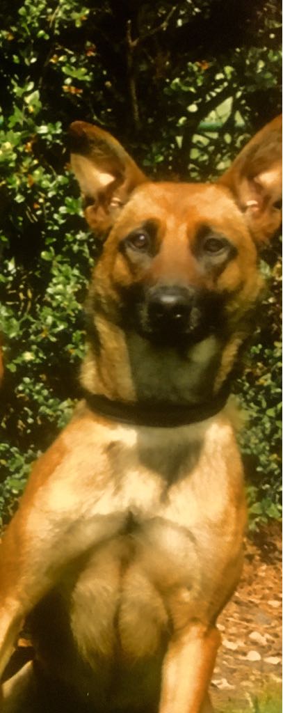 PSOSDogs's tweet photo. This Belgian Malinois is Rox. She is 2 and is also a GP Dog. What's the look for Rox๐คฃ #PDRox #TheyAreForcingMeToSmile๐ https://t.co/KSaFlxWW0y