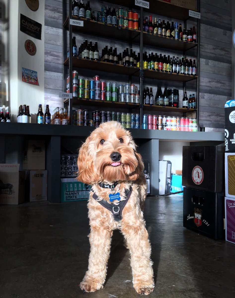 He’s back..our fluffy little helper..this time in Sydenham so pop in and say hi #cockapoo
