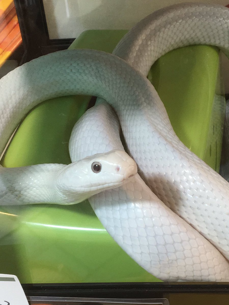 ふうた 今年も清荒神さんの道中にあるお店で白蛇ちゃんに会ってきた 今年はチビ蛇 ちゃんもいたのー 小指くらいの細さしかないの可愛い