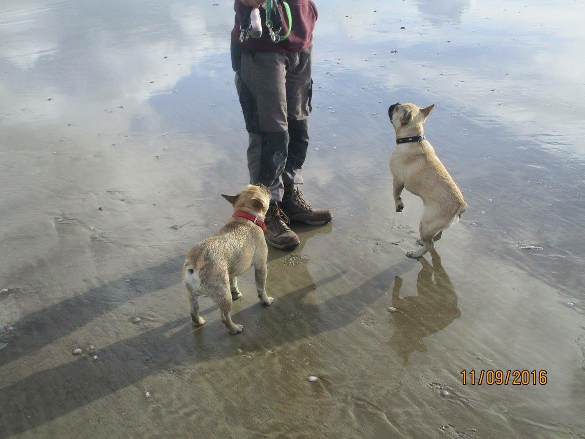 DanWat61's tweet photo. (MISSING/STOLEN FROM ABERGAVENNY) It has been a week since Bert and Ernie went missing, unfortunately no one has come forward with any information, there is also a reward for information that leads to them being returned. Please re-tweet and get this to everyone we can. https://t.co/gyMlmCtrES