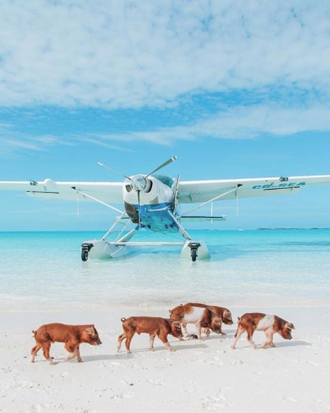 explore_bahamas's tweet photo. Maybe one day pigs will fly! 🐷 https://t.co/ysdLJKzSp0