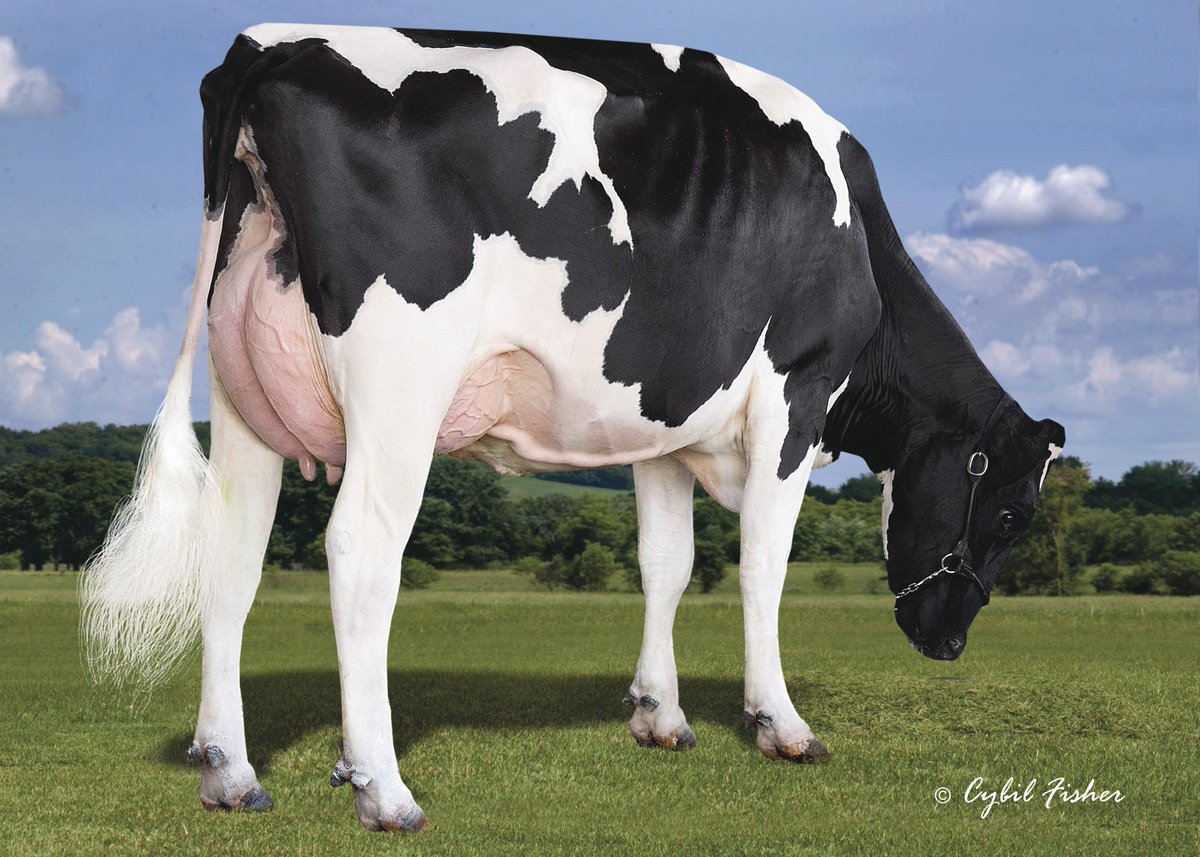 550HO13857 BIGGIE debuts as a Super Sampler this month. This BANDARES son of S-S-I Supersire Miri 8679-ET (VG-89-EX-MS-DOM) transmits solid milk pounds (+1,101M) and favorable Type traits (+2.60T, +2.77UDC +1.70FLC).