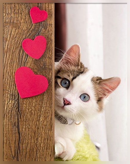 RinDoris's tweet photo. @SophiaTha1 @Only__Sweet @CheGain @gust1012 @DE_SILVIA_T @666_alhlwan @OMG_ImSoAwesome @litebrite1234XO @JMT_222 @lobowobsessao @BrettCateley @GoncaloValva10 @brasileiro1914 @nealhailey @Malinda1210 @CarlonetCarlo @Night_Wolf_1 @anie1215 @Fer_M66 @Sylpete @nu_vision_quest @AleFernandezRoa @CDawk1 @sodv_ @TeamSil_ @rebarbosa28 @Blondy__RD @aditya2209199 @Blondy_Oficial @WilfelJ @SIL_SPADAFORA_2 @Harrys1DEmpire @She_Gains @NitoPlaza @StellaMars2 @V2_N_St0 @Guthal18 💕#TeamSil 
#SALEH666 💕 https://t.co/z4RlQiir1x