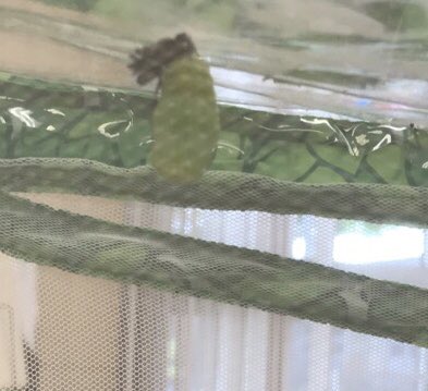 Dundeekiddos's tweet photo. Today our caterpillar “Junior” changed into his 3rd stage a Chrysalis. We used Lima beans and pasta to show all 4 stages of a butterfly life cycle. #butterflycycle #4stages #learningisfun @VillasElem https://t.co/OTILwAVnb9