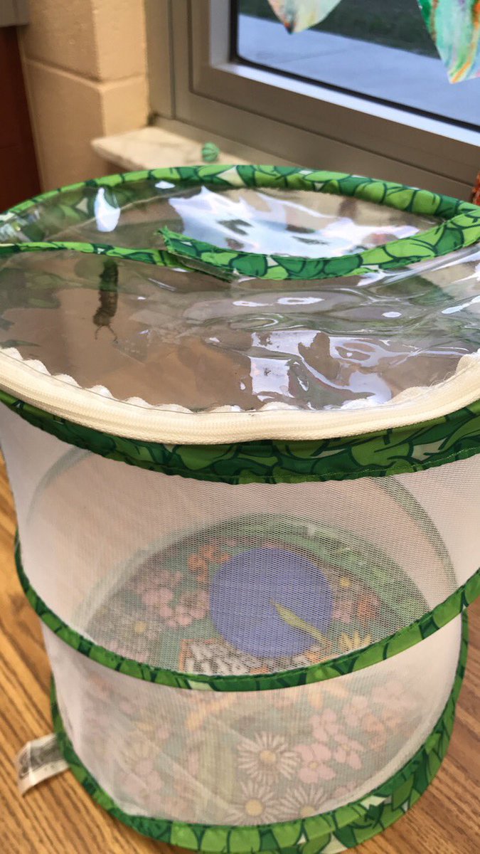 Dundeekiddos's tweet photo. Today our caterpillar “Junior” changed into his 3rd stage a Chrysalis. We used Lima beans and pasta to show all 4 stages of a butterfly life cycle. #butterflycycle #4stages #learningisfun @VillasElem https://t.co/OTILwAVnb9