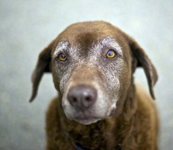 CoolXDogs's tweet photo. If the kindest souls were rewarded with the longest lives, dogs would outlive us all. ♡ https://t.co/3NDswrCgqW