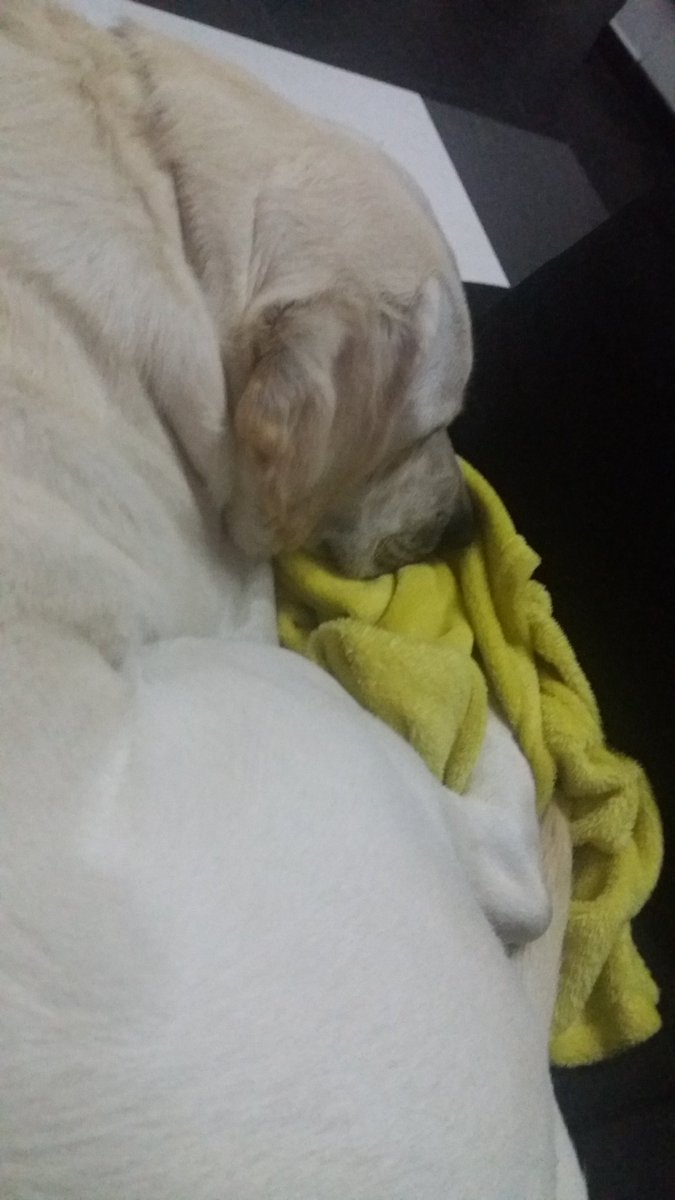 alyabloom_82's tweet photo. 35kg di cucciolo sopra i piedi, altro che plaid https://t.co/h89u72xXAU