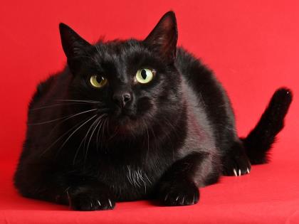 TimesCall's tweet image. #Longmont Pet of the Week: Feb. 16 bit.ly/2oeFc9Y