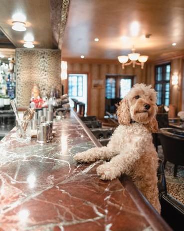 Montague_Hotel's tweet photo. Did someone say cocktail? Oh go on then... #FridayFeeling
#LeopardBar #RCHVips https://t.co/VnGMQvAu6s https://t.co/I2S1onGhMR