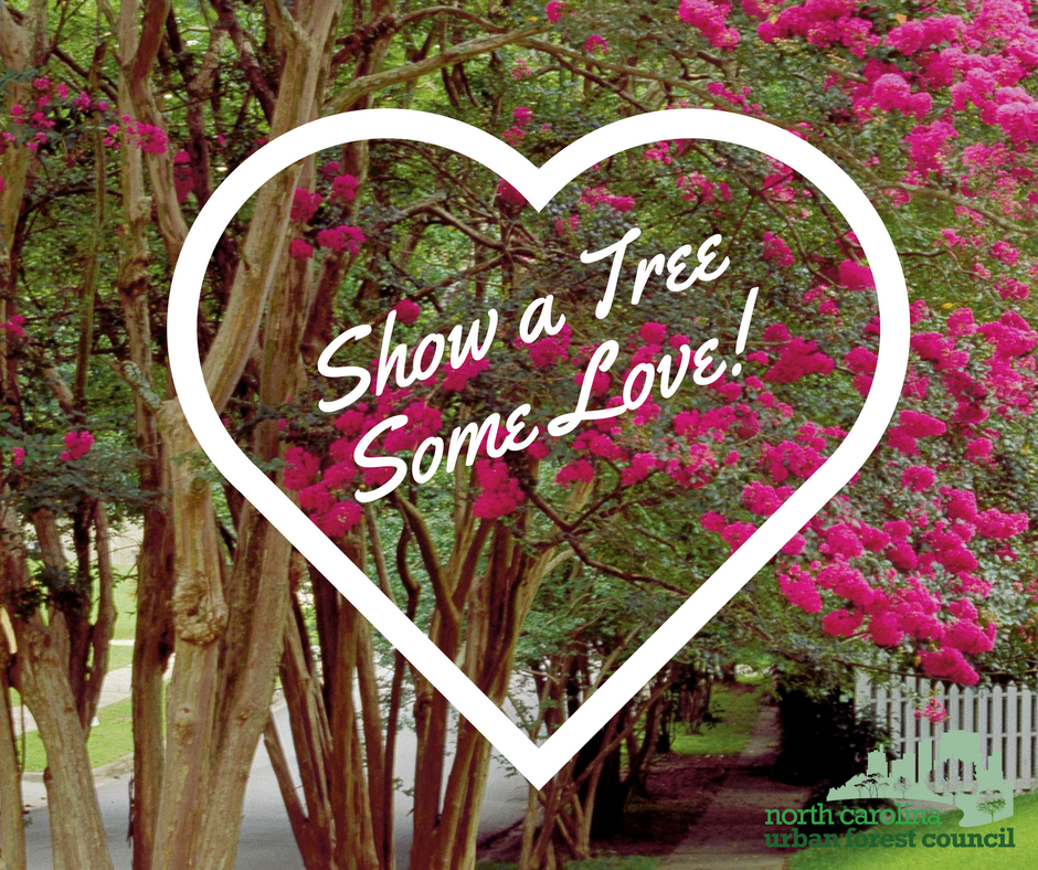 ncurbanforests's tweet photo. Show a tree some love! Be sure to properly prune your trees for a beautiful canopy. Visit https://t.co/NRfgOJzEBy for more information. #showatreesomelovenc #goodpruning #notopping https://t.co/xyAlZFD3Cs