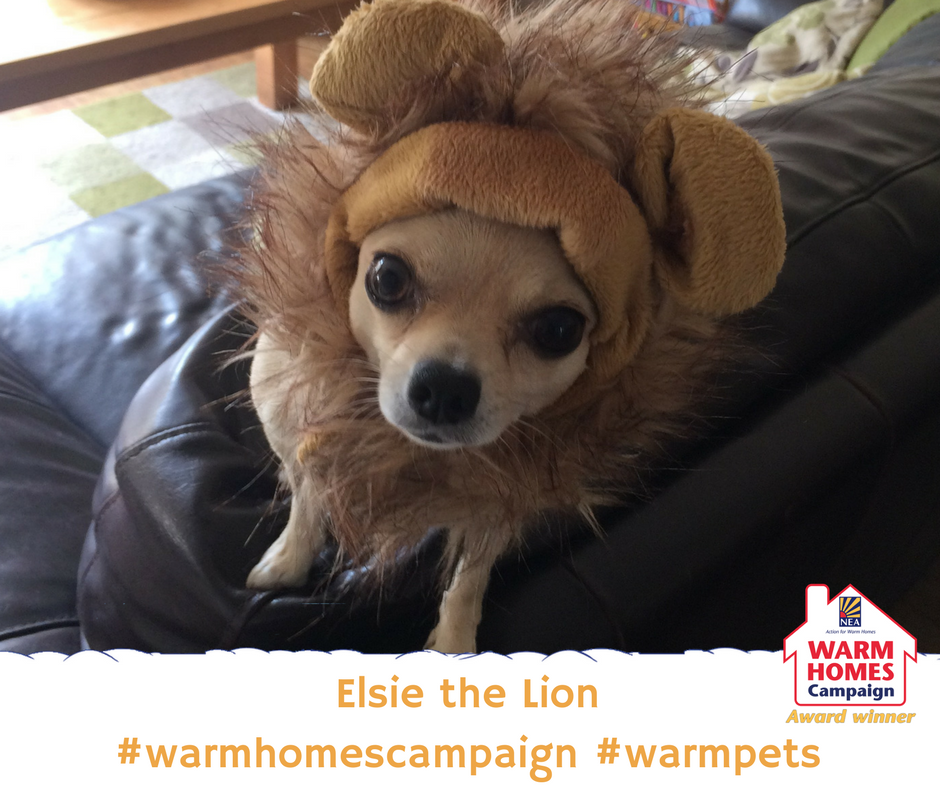 BarnsleyHousing's tweet photo. Did you know that @AgeUK_Barnsley are offering a free energy supplier switching service to Barnsley residents over the age of 50? Find out more here: https://t.co/sTQxPUyutU
#warmhomescampaign #warmpets #warmlions https://t.co/kAupLdtHY3