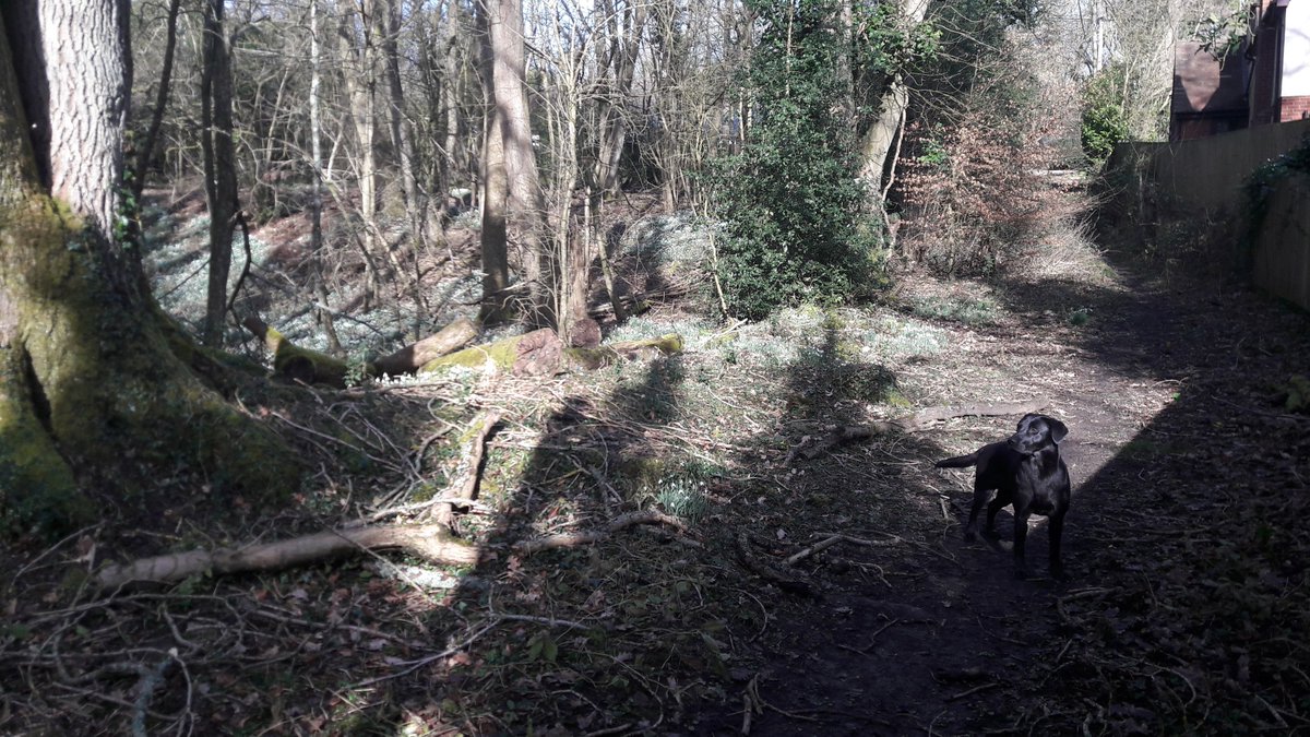 Reading_Ag's tweet image. Office perks? Walking an office dog in snowdrop drenched woodland next to the office in the sunshine! #HappyFriday #HappySpringtime #Reading_ag