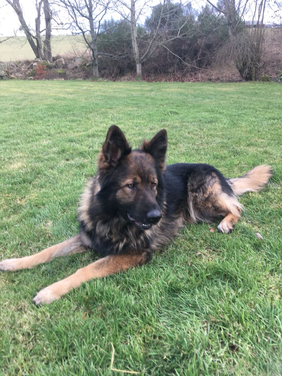 PSOSDogs's tweet photo. Next up is #PDGriff who is 3 and #PDHamish who is 1. Both of them serve Aberdeen and the surrounding areas. #topdogs #YearOfTheDog https://t.co/scSn8SAA20
