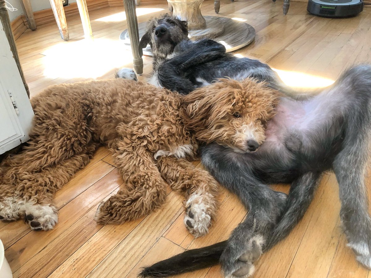 NelsonTheDoodle's tweet photo. Wut? If it’s not weird for us it shouldn’t be weird for you. 😂💁‍♀️🎉 #PirsigAndEdwin #TGIF https://t.co/y5GodTPeaF