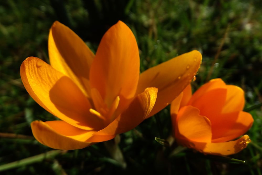 SteziLopez's tweet photo. Crocuses at Stourhead
#crocuses #stourhead #garden #UK #bloemen #krokussen #engeland #lente #spring https://t.co/lxugCUv7ur