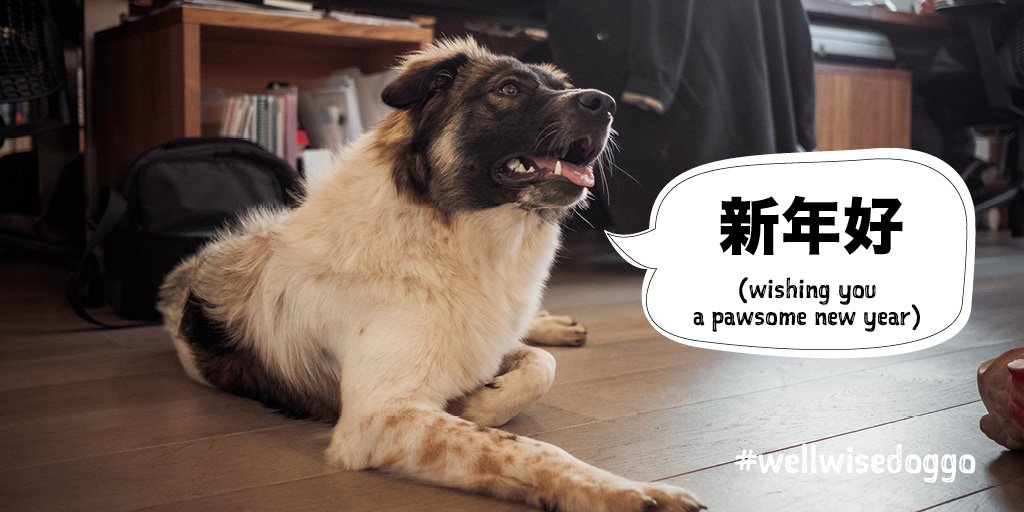 wellplaceHQ's tweet photo. #Wellwisedoggo is pleased to report it's year of the dog. He would also like to add that he believes every year should be year of the dog. We agree. #doglovers #officedoggo #dogsoftwitter https://t.co/4gDipm3zQ3