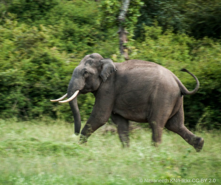 elephantfamily's tweet photo. As we rush towards the weekend, did you know Asian elephants can run at speeds of 15 miles per hour? Happy Elephant Friday! #fridayfeeling #elephantfriday https://t.co/6Ft8BolhVb