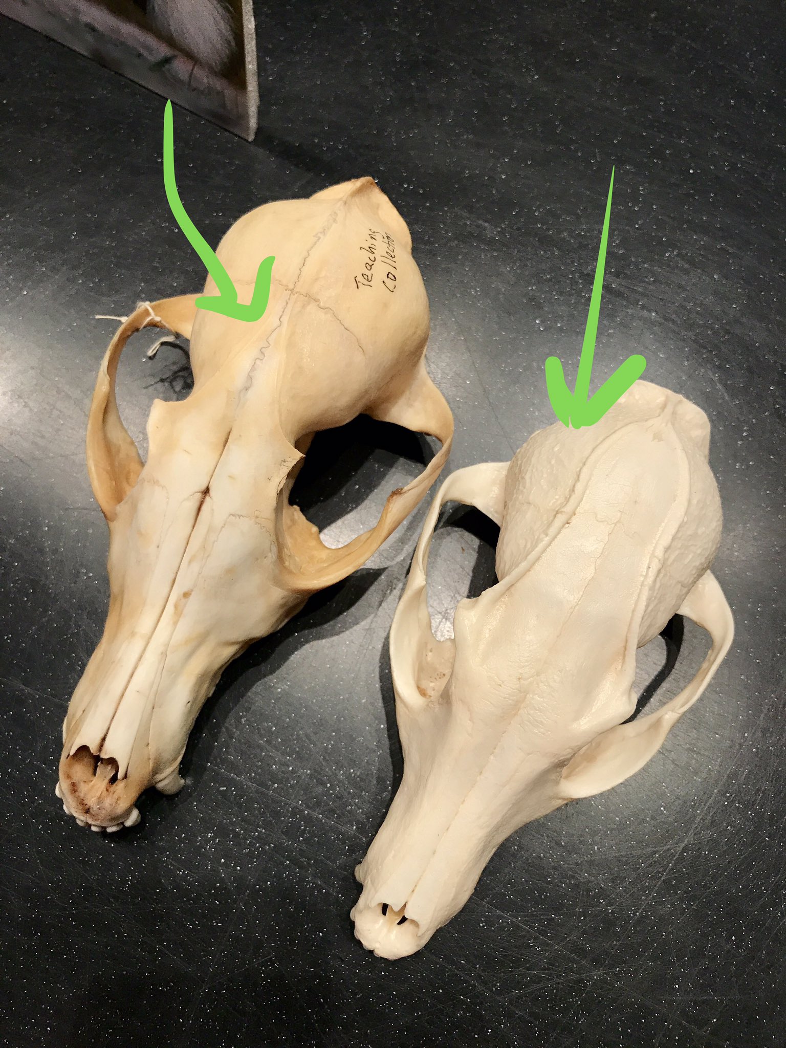 Field Museum We Re Talking Yearofthedog Today In The Science Hub How To Tell Apart A Red Fox Skull Vulpes Vulpes From A Gray Fox Urocyon Cineroargenteus Look For A V