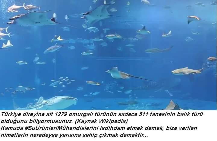 aquaticmean's tweet photo. #denizlerimizçölolmasin Denizlerde ve iç sularda biyoçeşitliliğin korunması için #enaz250suürünlerimühendisi atanmalıdır @aefakibaba  @naci_agbal https://t.co/LOdS2qfJ1W