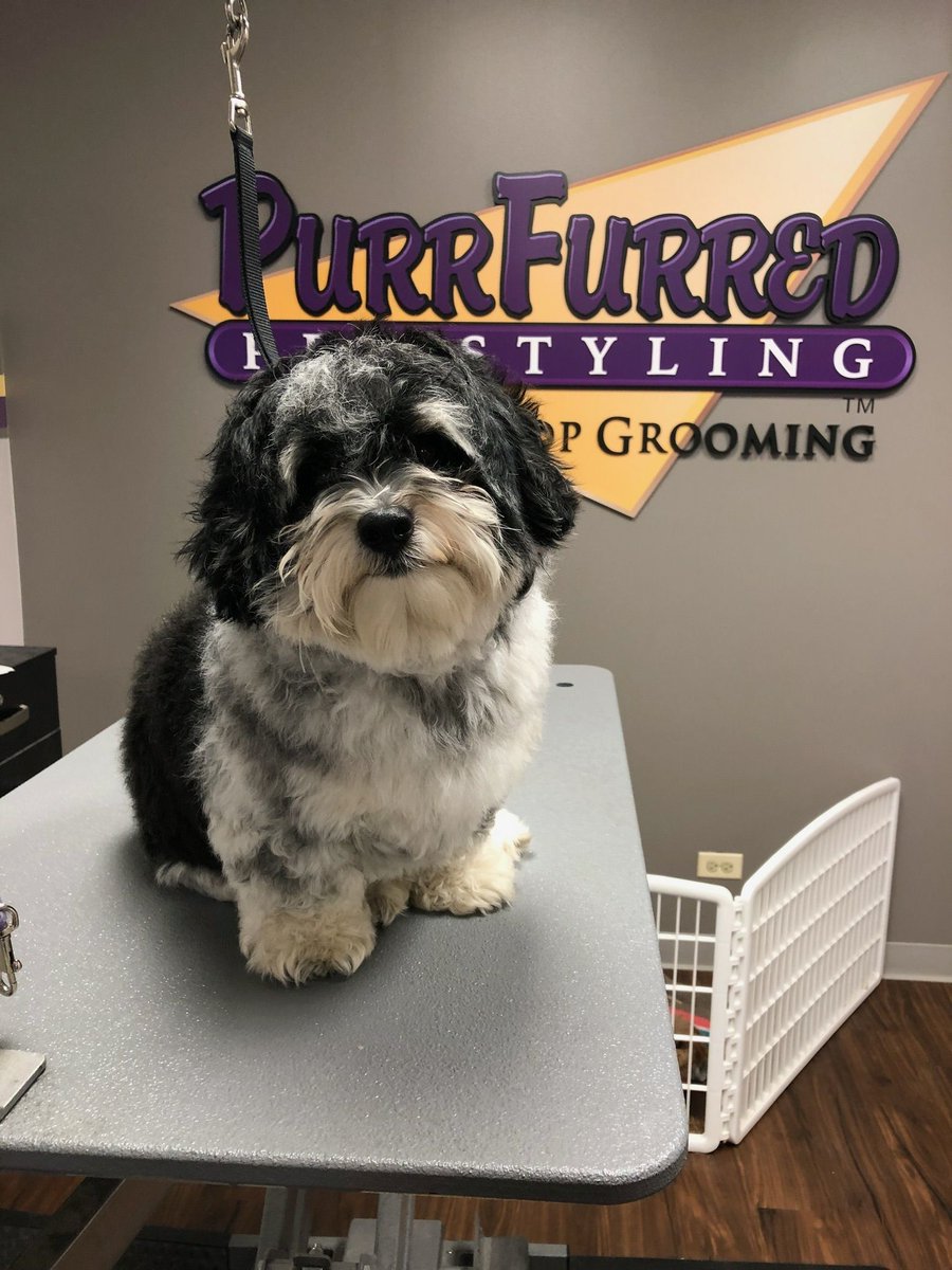 PPSGrooming's tweet photo. Before and After pics of Buttons groomed by Michelle #Havenese #PurrFurred #PetStyling  #PetGrooming #Naperville #Naperville #Dogs #Pets https://t.co/STiCFW3pAo